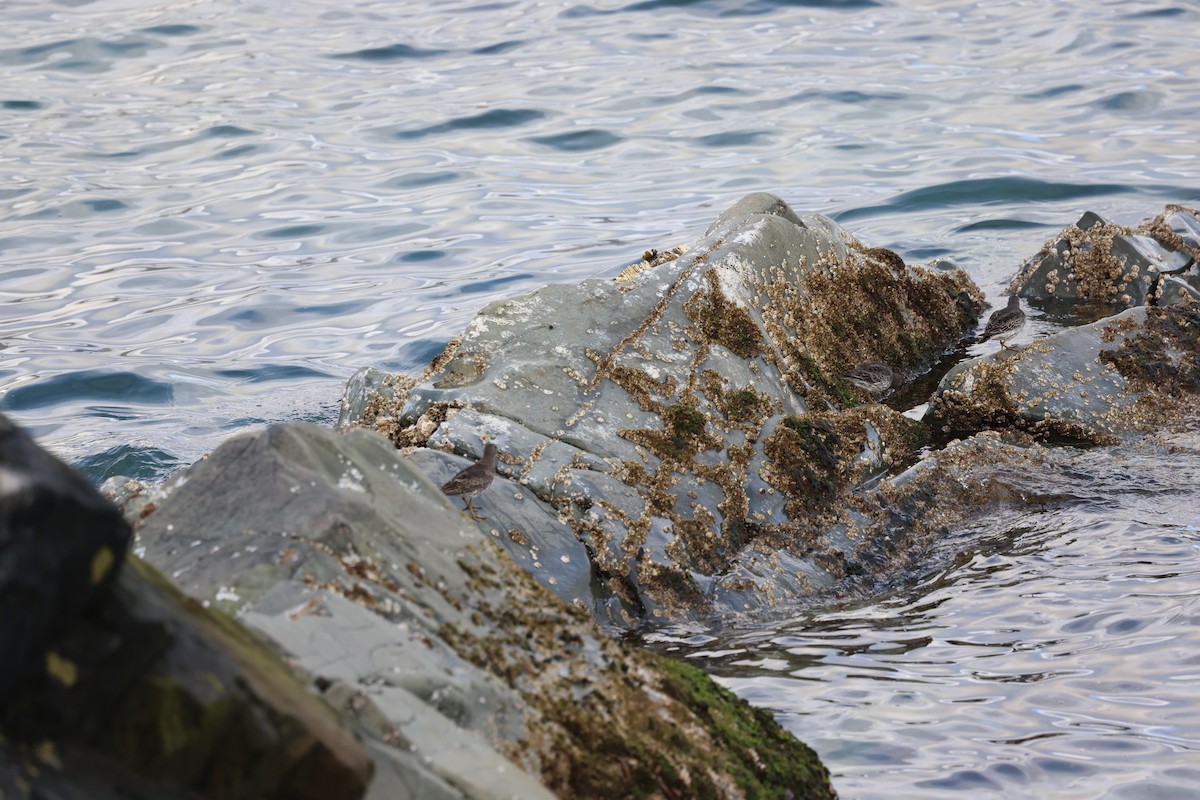 Rock Sandpiper - ML641868149