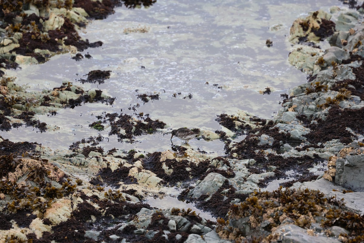 Rock Sandpiper - ML641868150