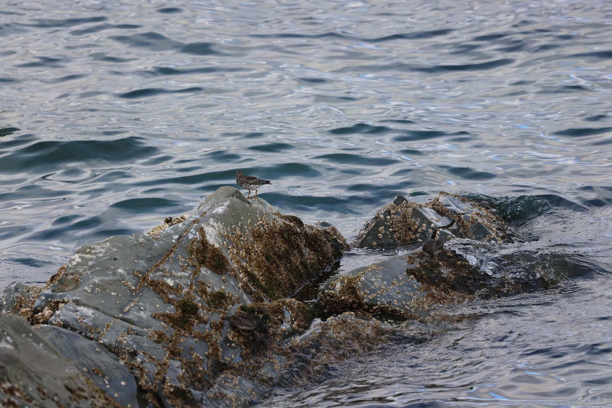 Rock Sandpiper - ML641868151