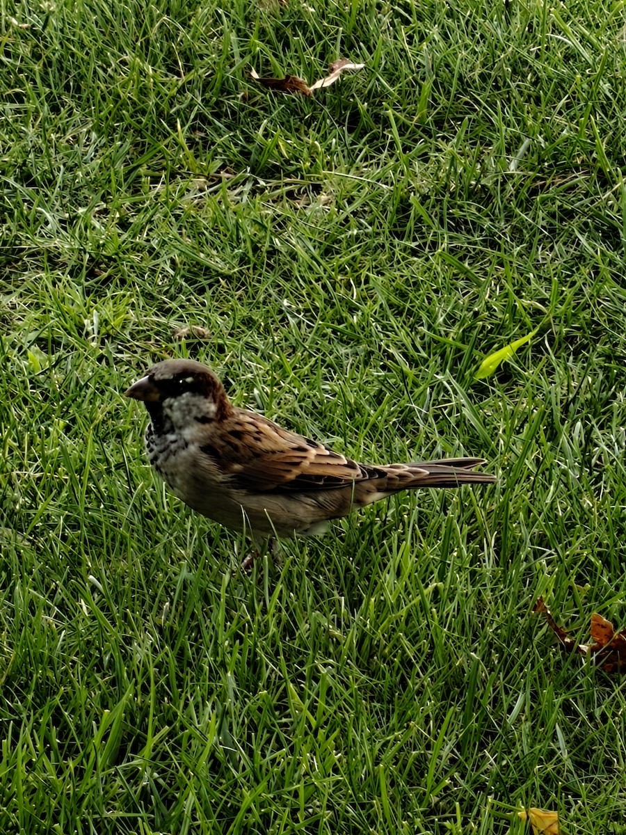 House Sparrow - ML641868165