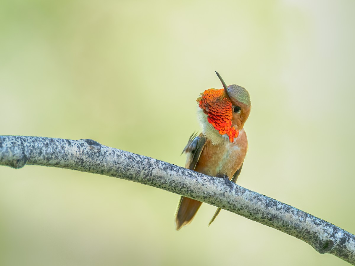Rufous Hummingbird - ML641868168