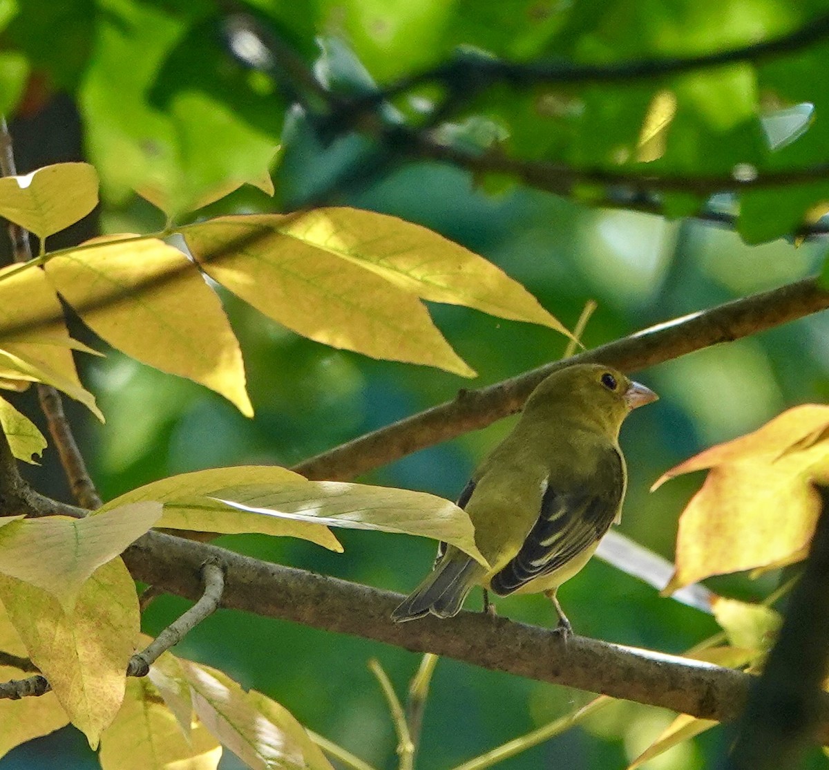 Scarlet Tanager - ML641868169