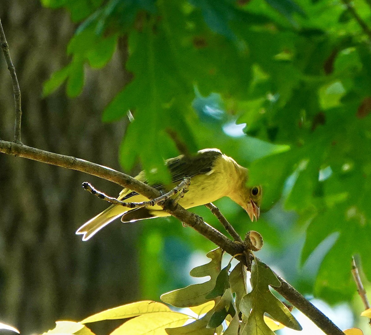 Scarlet Tanager - ML641868170