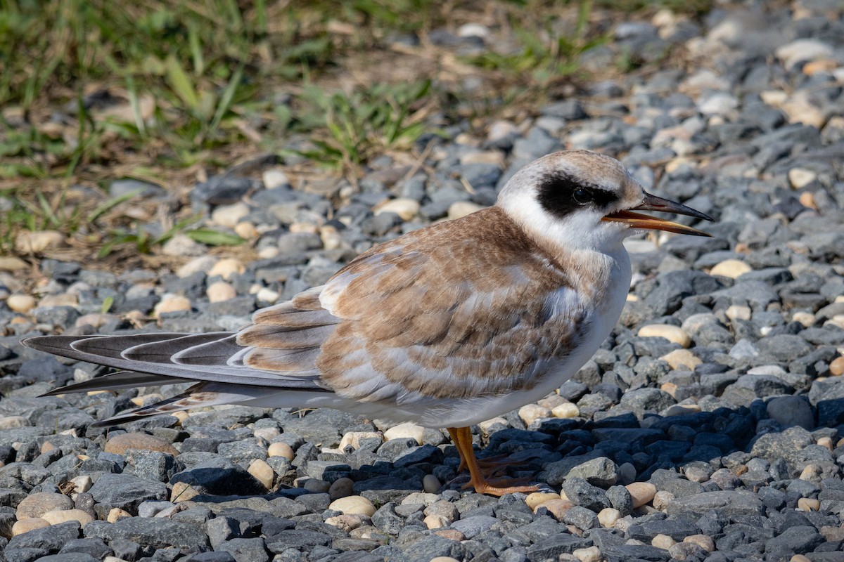 Forster's Tern - ML641868173