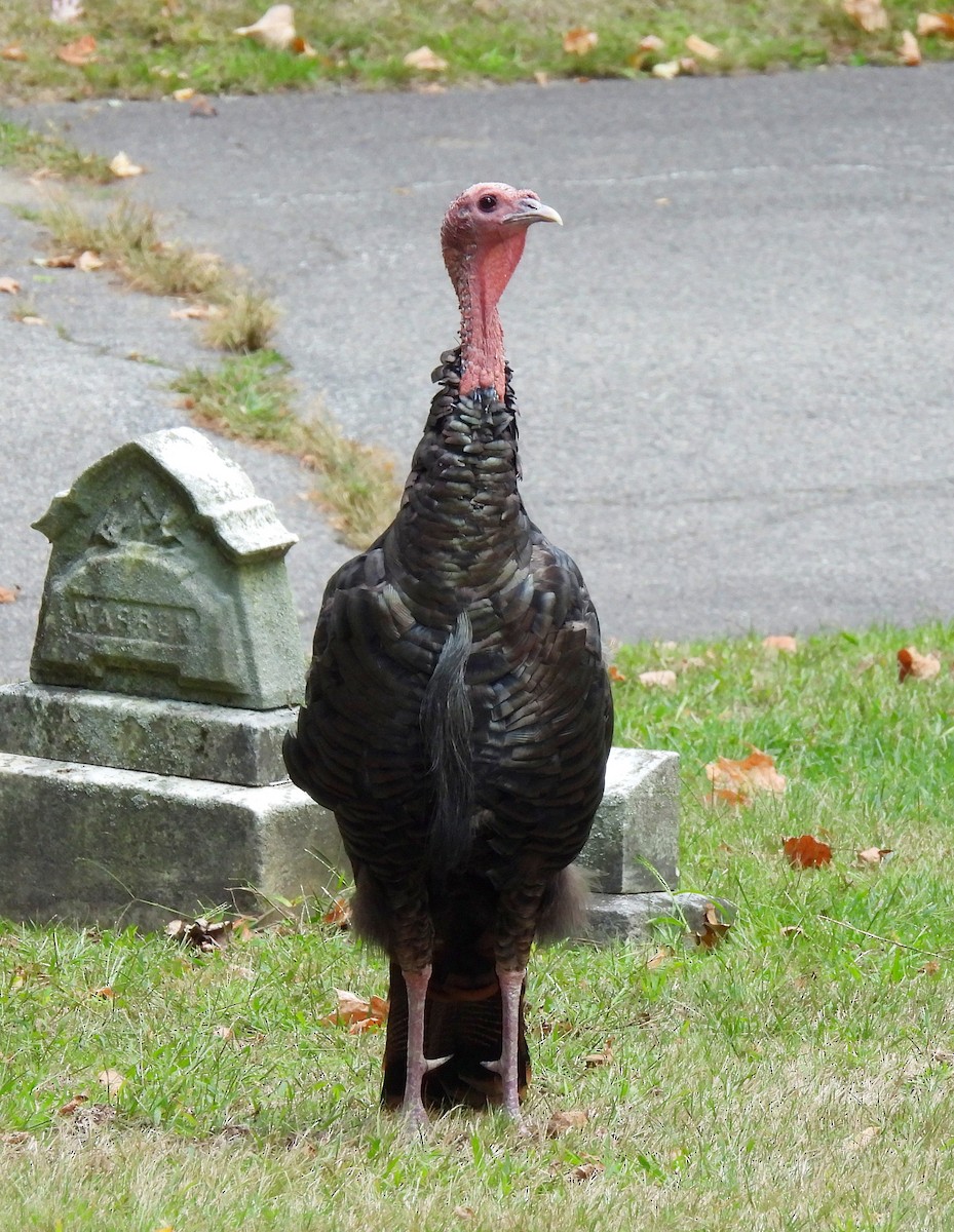 Guajolote Gallipavo - ML641868190