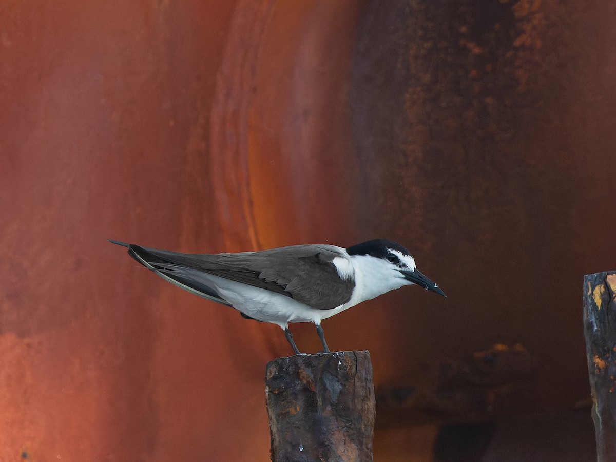 Bridled Tern - ML641868212