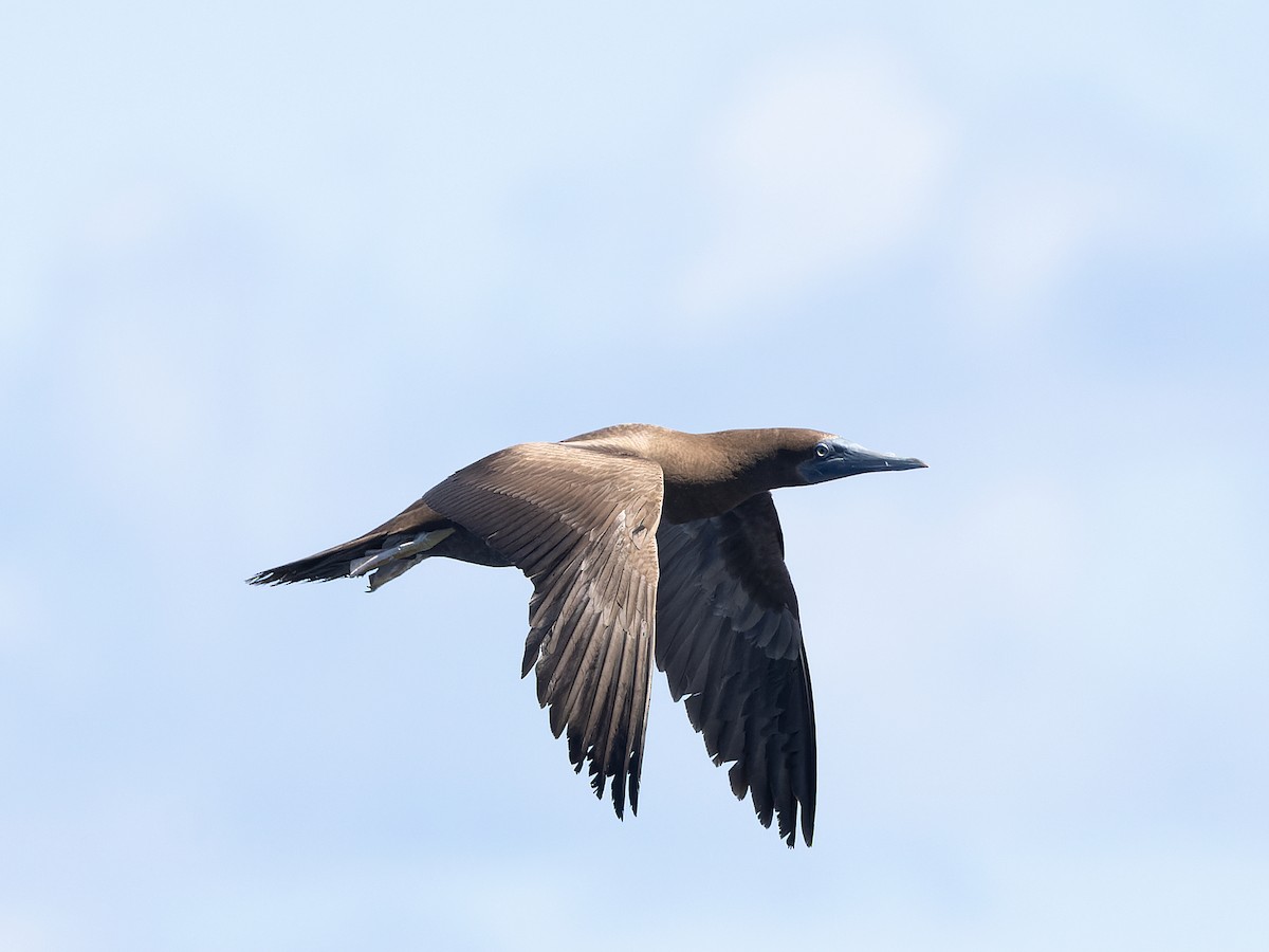Brown Booby - ML641868249