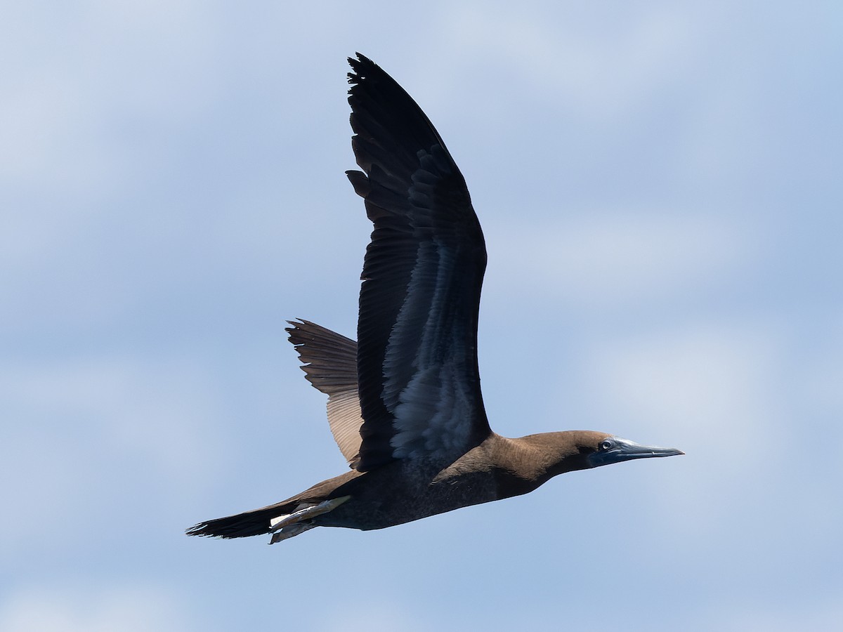 Brown Booby - ML641868250