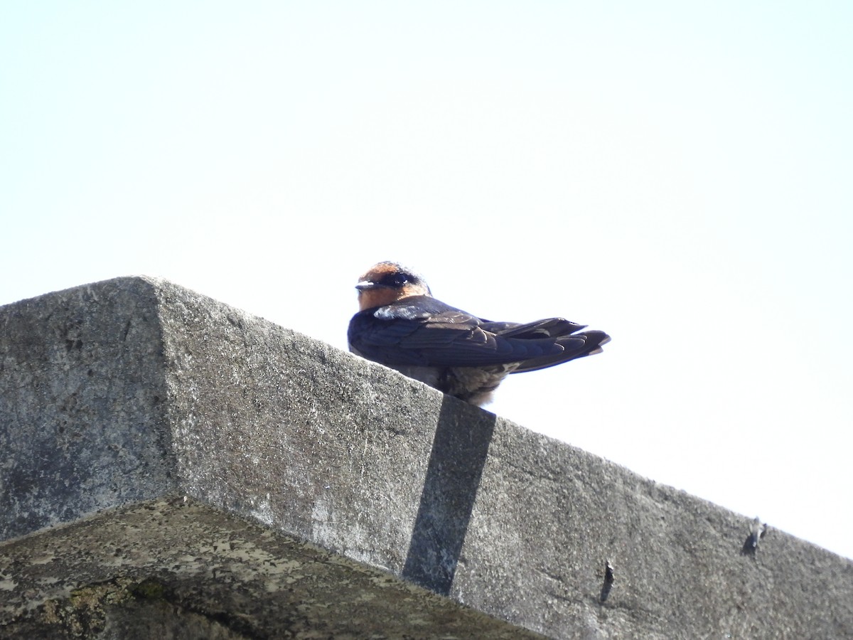 Hill Swallow - ML641868251