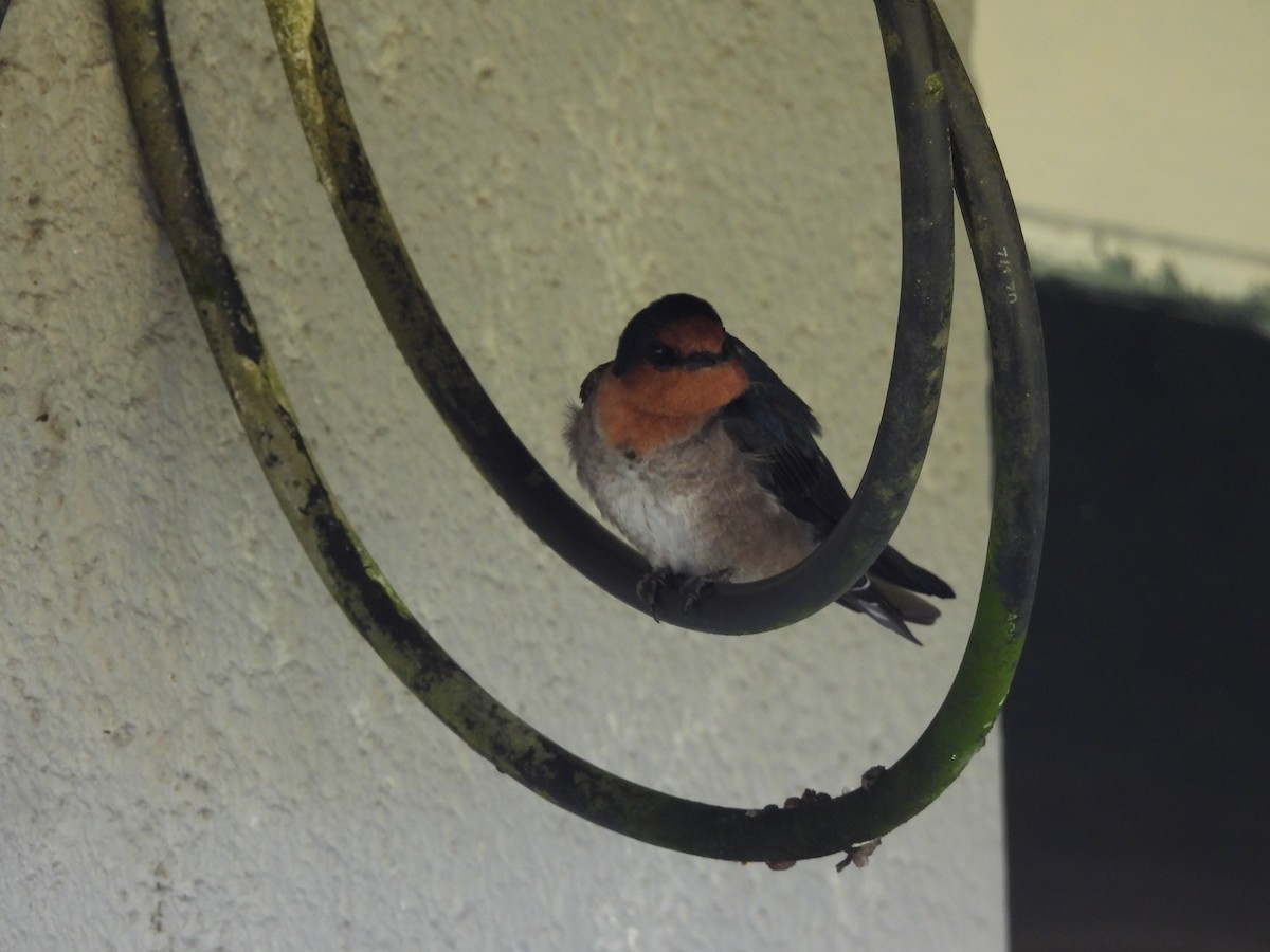 Hill Swallow - ML641868252