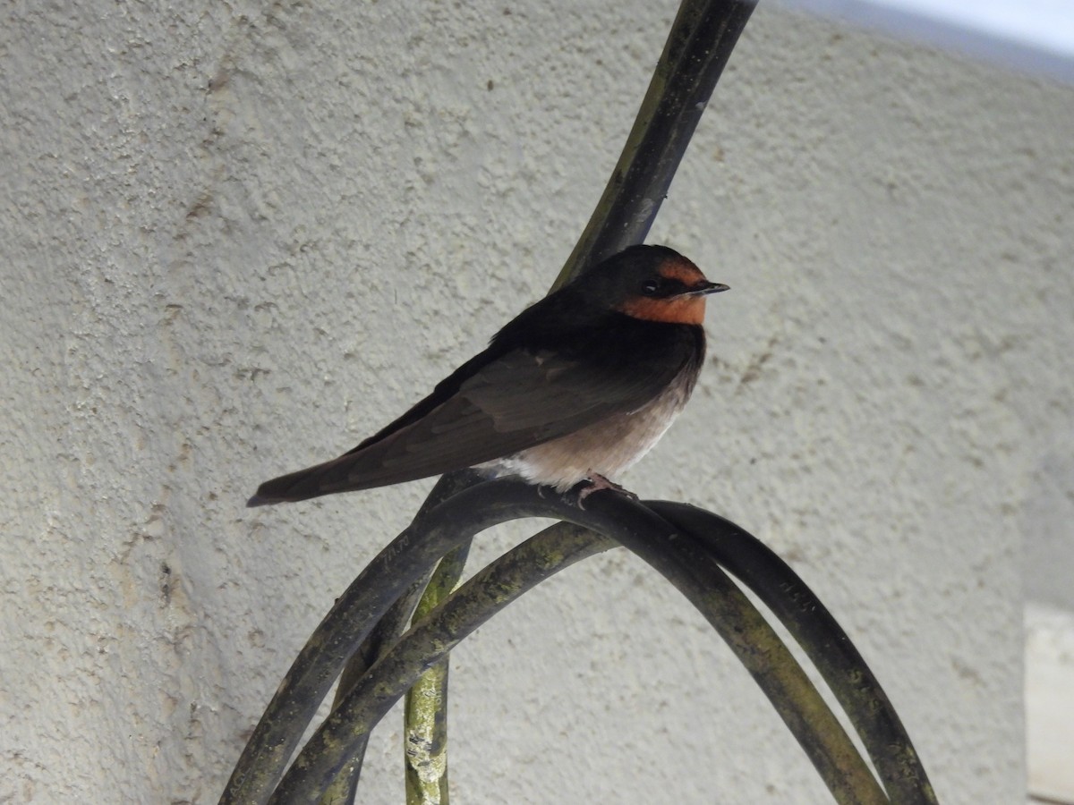 Hill Swallow - ML641868253