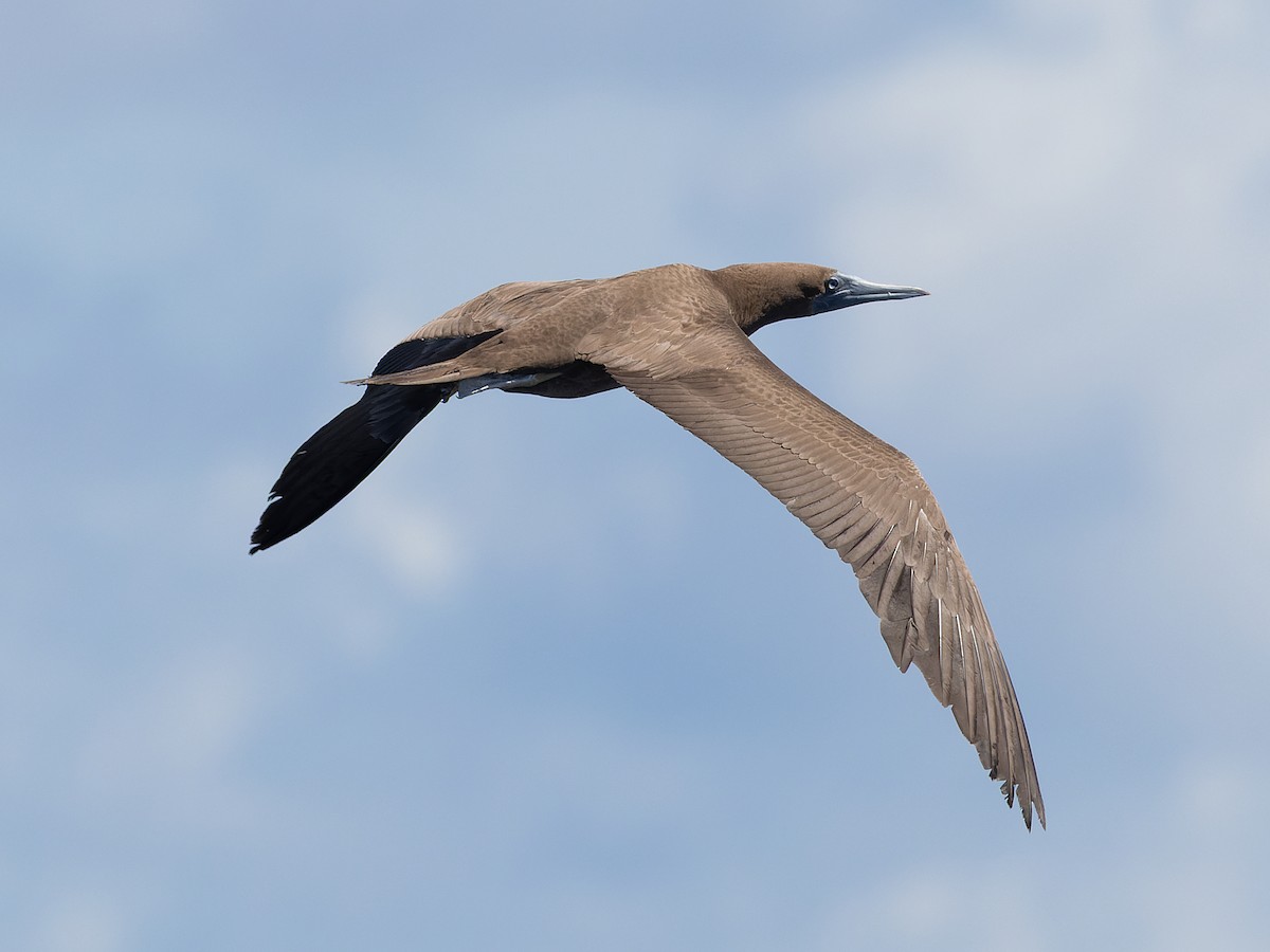Brown Booby - ML641868255