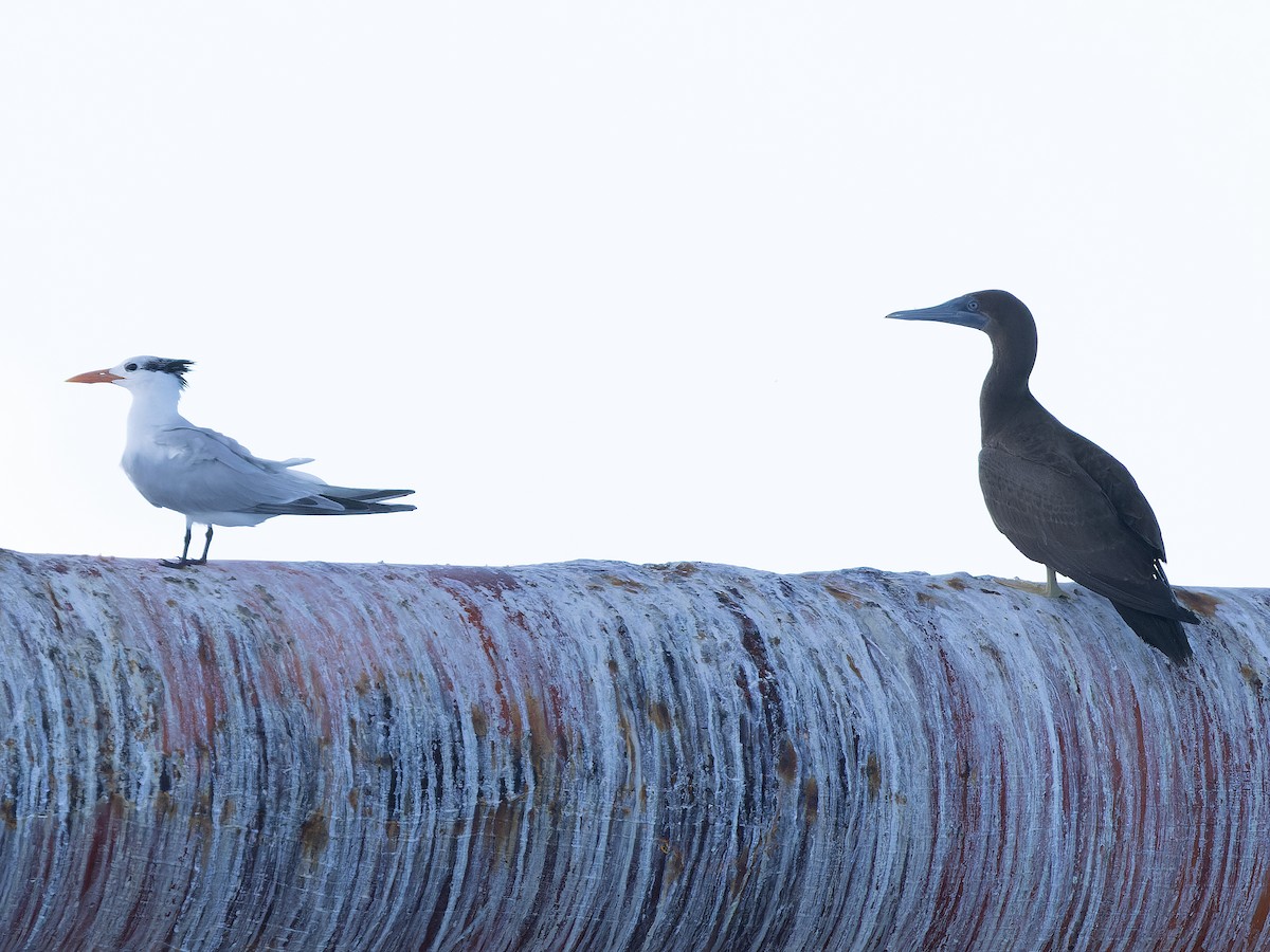 Brown Booby - ML641868263