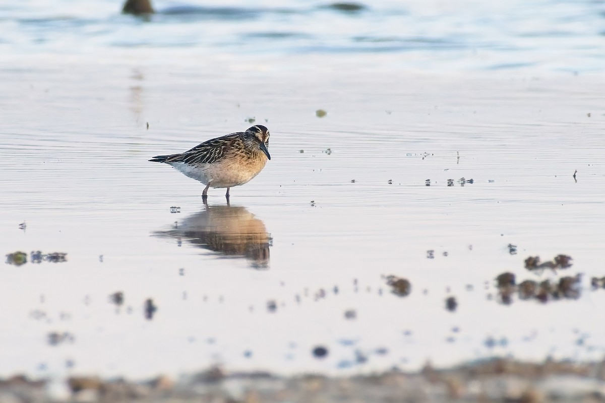 Broad-billed Sandpiper - ML641868265
