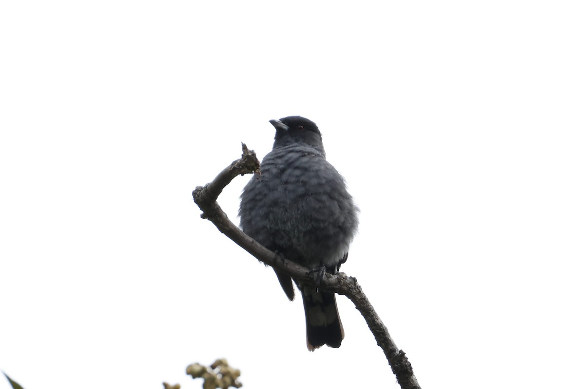 Red-crested Cotinga - ML641868269