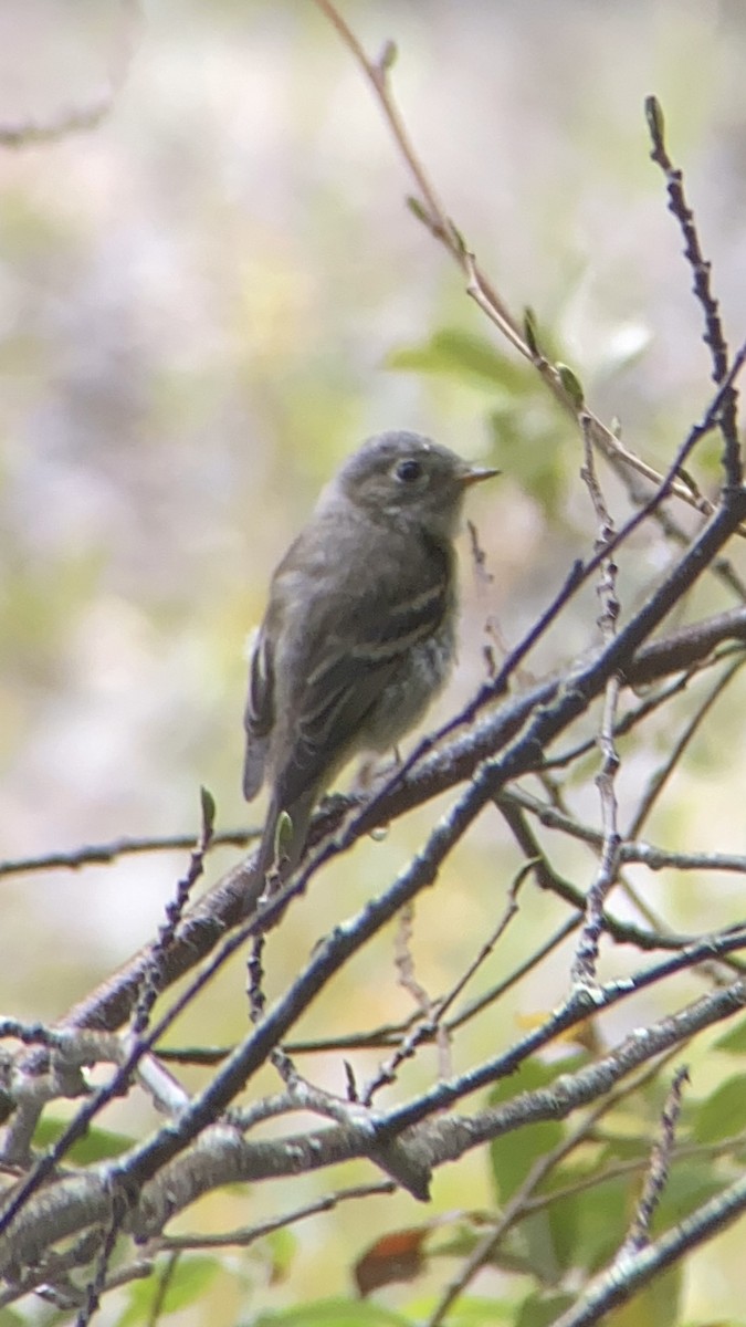 tyranovití sp. - ML641868299