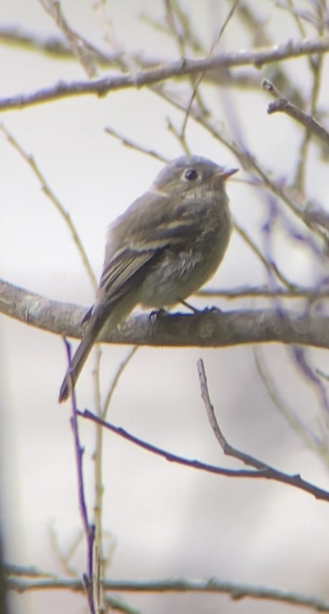 tyranovití sp. - ML641868301