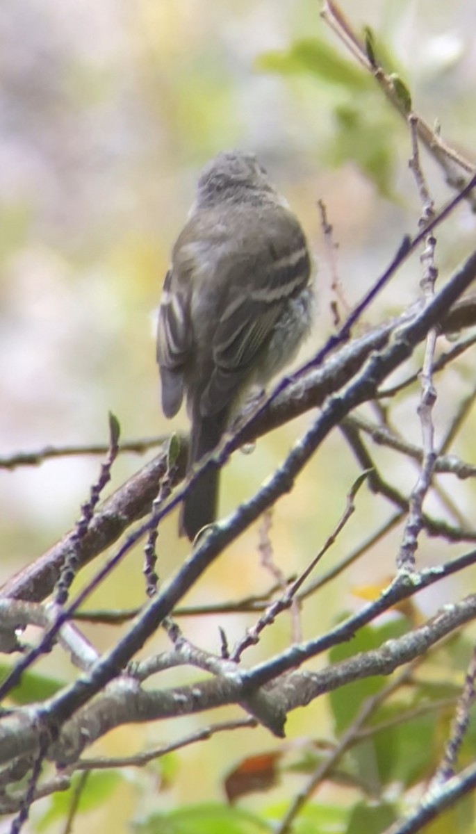 tyranovití sp. - ML641868302