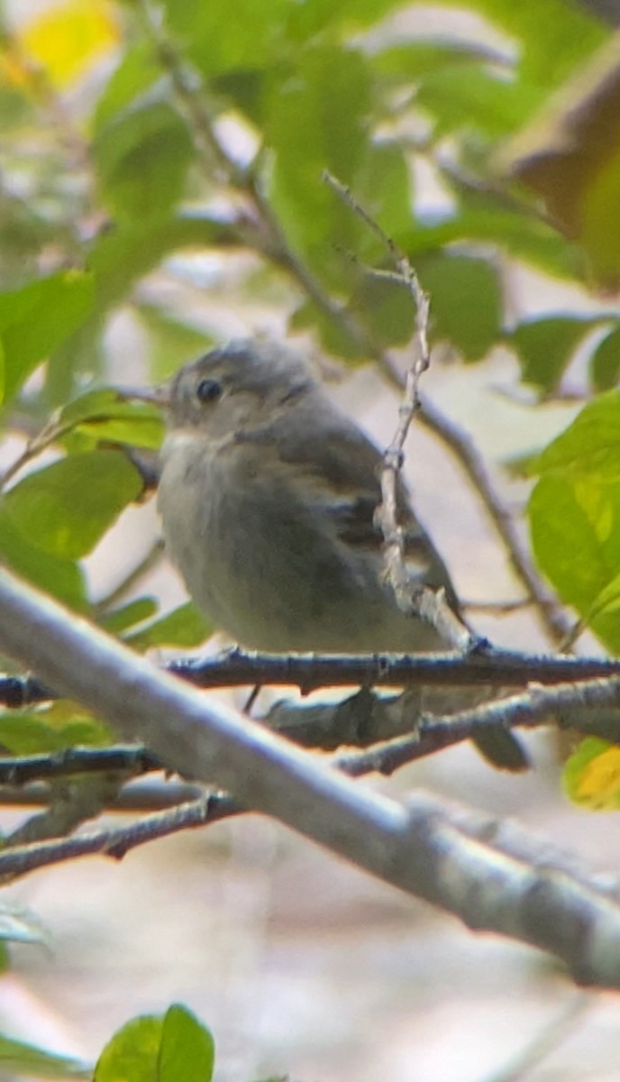 tyranovití sp. - ML641868303