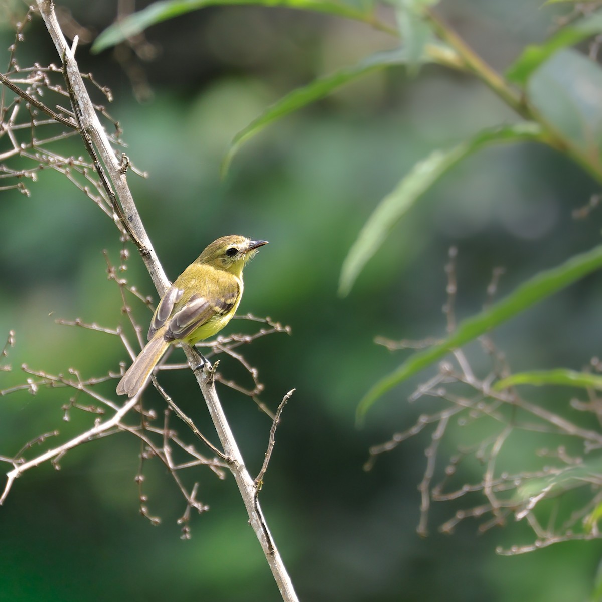Yellow Tyrannulet - ML641868311