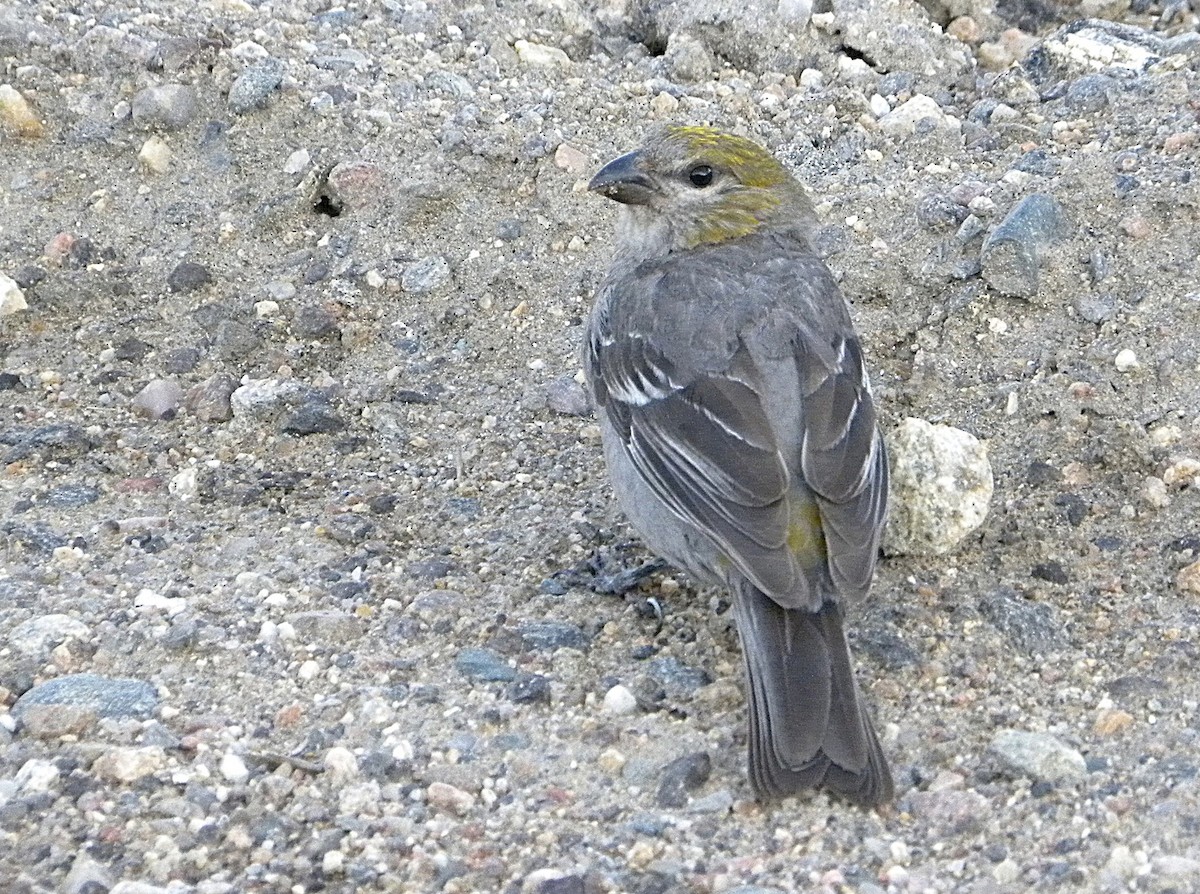 Pine Grosbeak - ML641868312