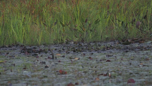 Solitary Sandpiper - ML641868347