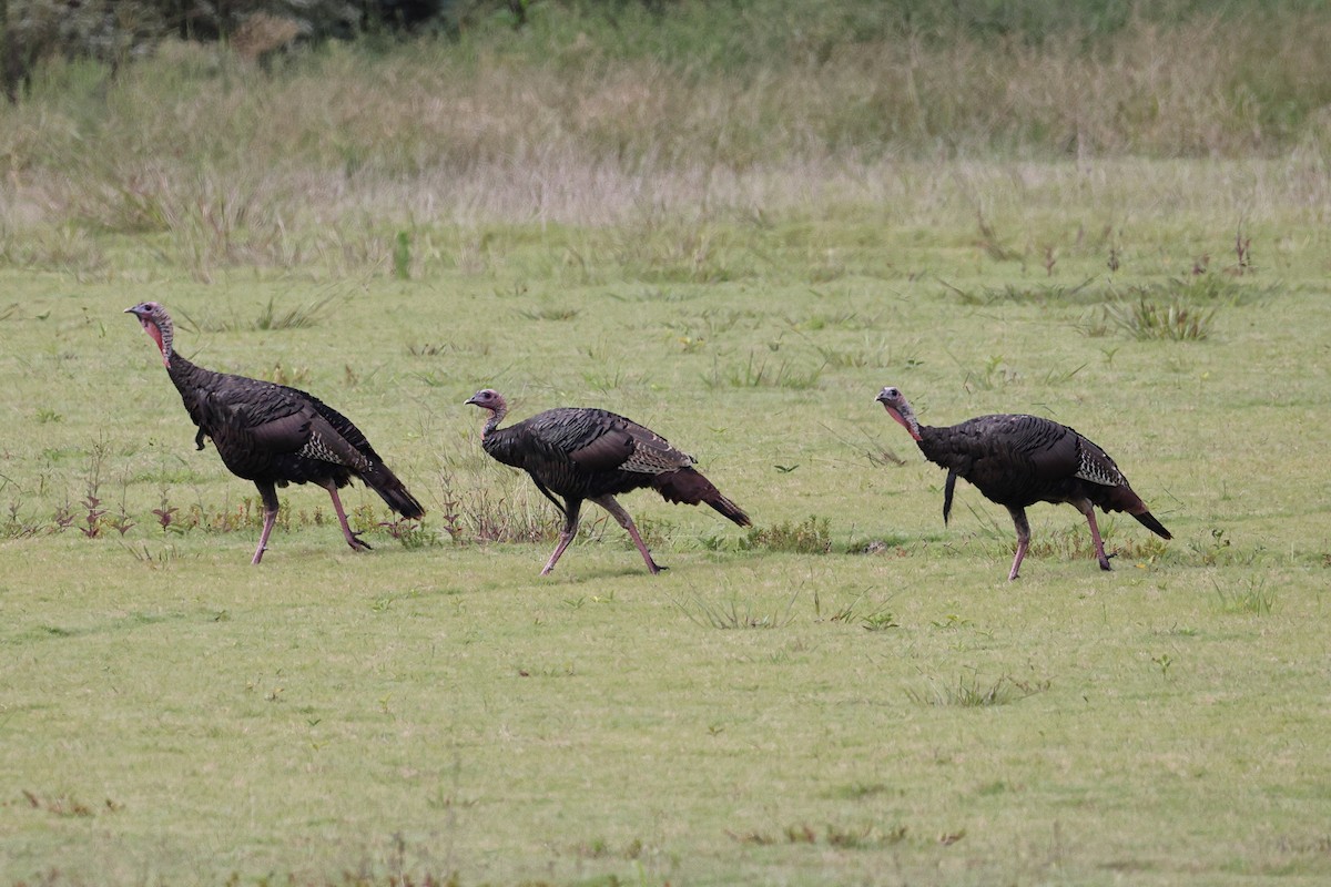 Guajolote Gallipavo - ML641868348