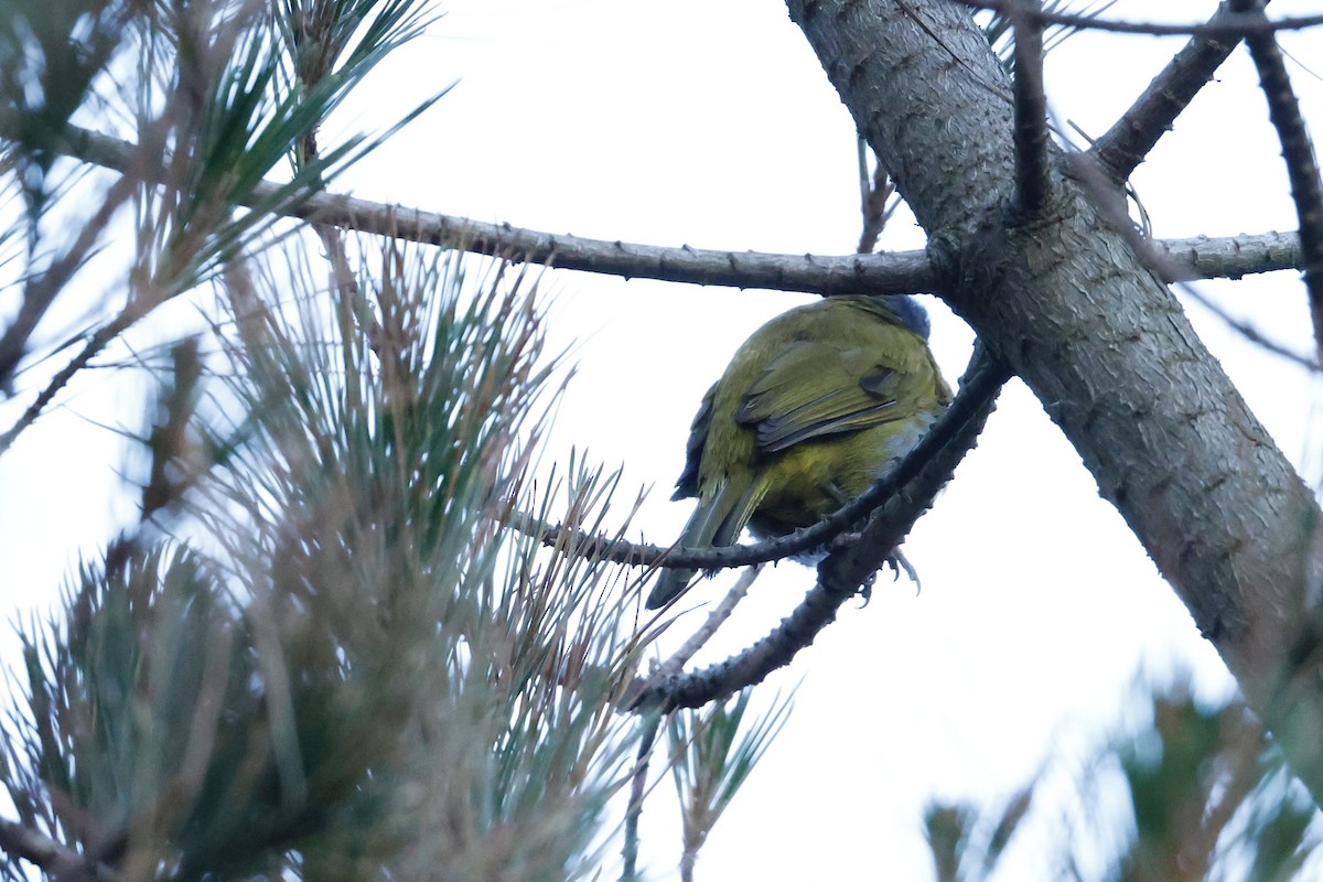 Blue-capped Tanager - ML641868368
