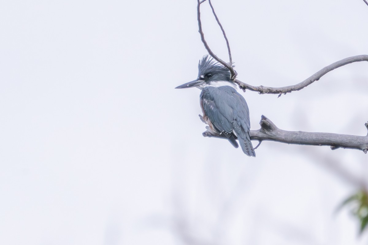 Belted Kingfisher - ML641868376
