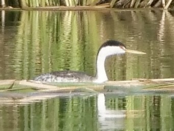 Clark's Grebe - ML641868384