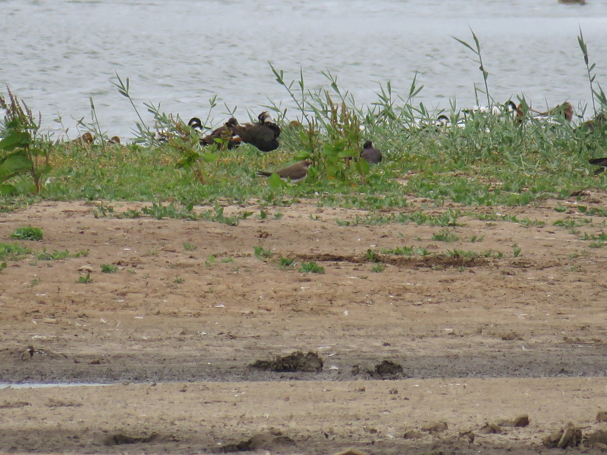 Collared Pratincole - ML641868443