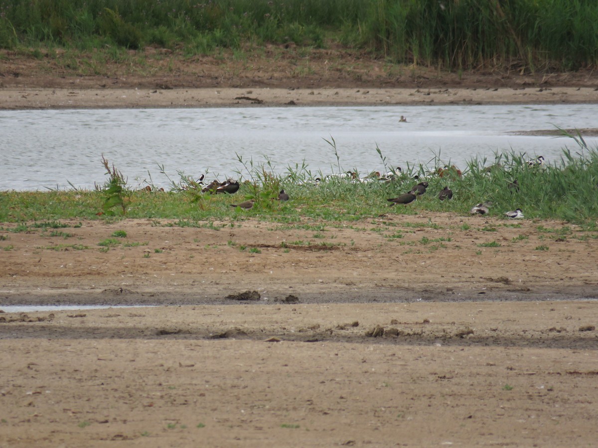Collared Pratincole - ML641868444