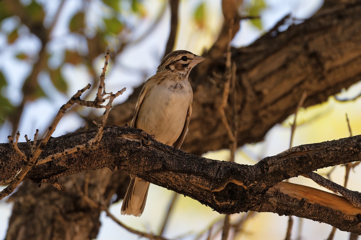 Lark Sparrow - ML641868446