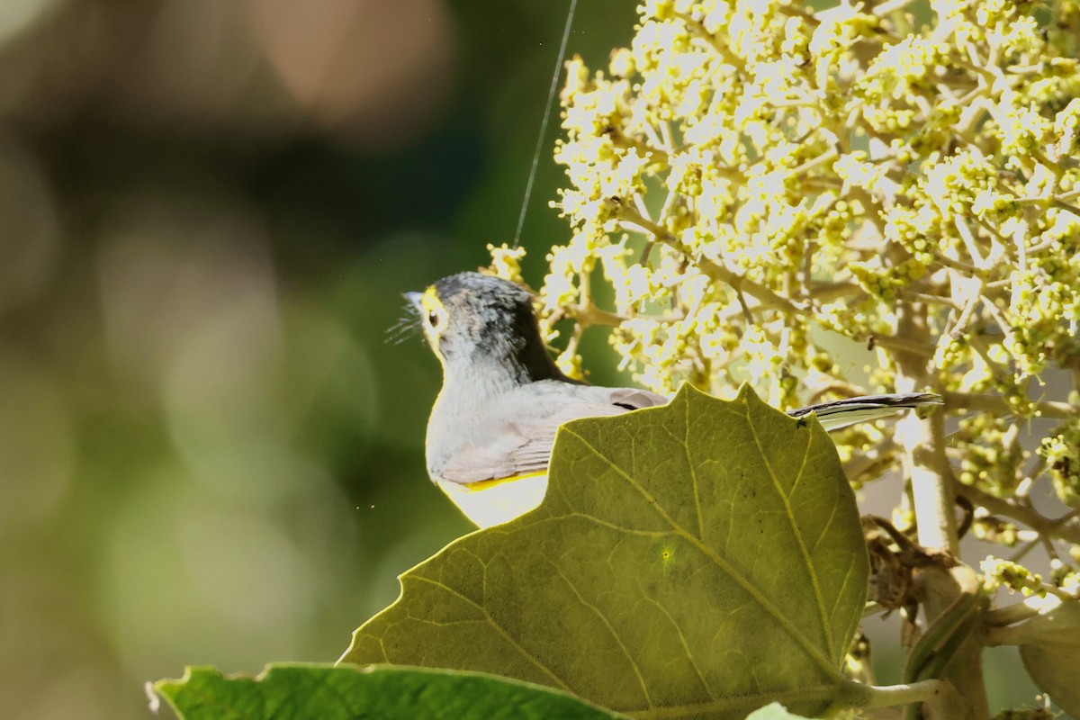 Spectacled Redstart - ML641868449