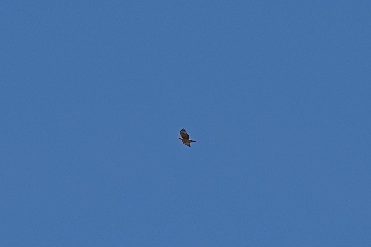 Bonelli's Eagle - ML641868461