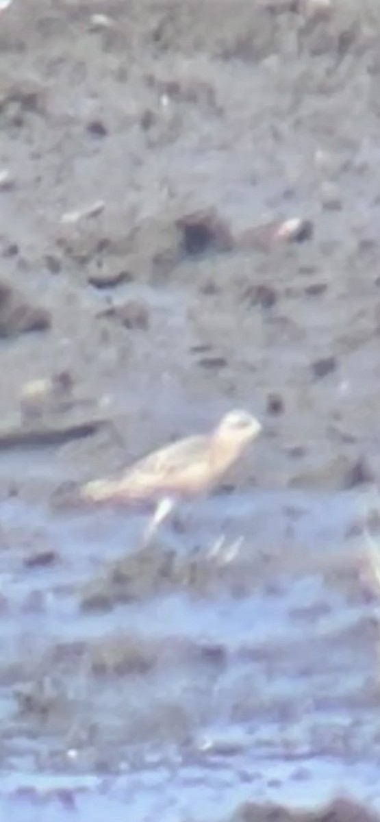 Тулес - ML641868520
