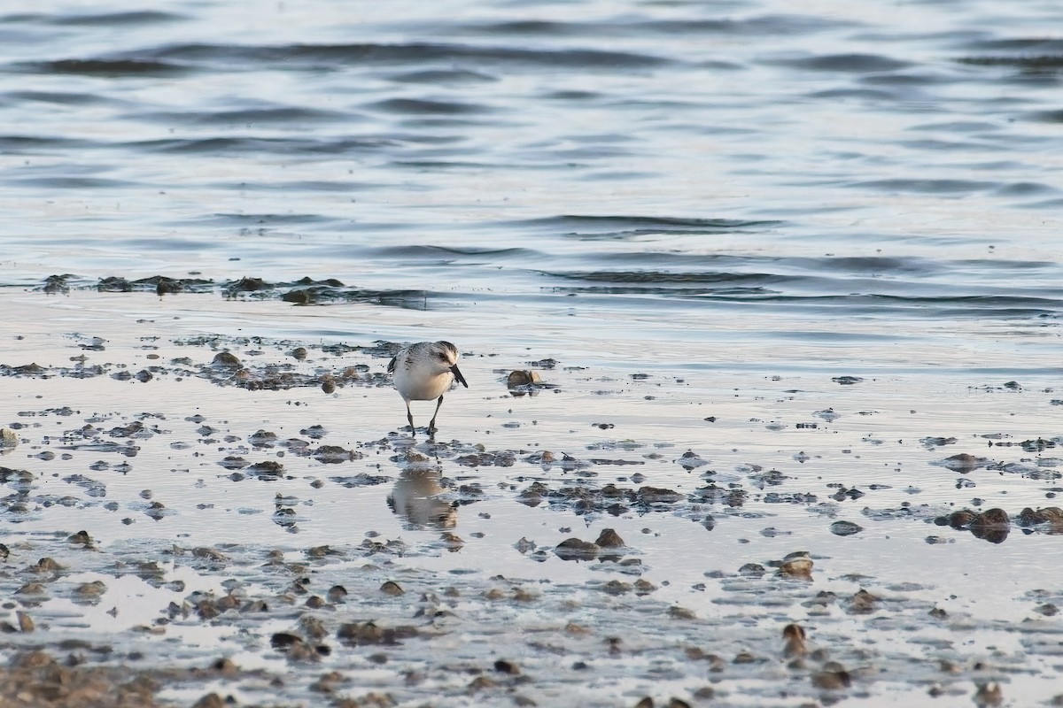 Sanderling - ML641868546