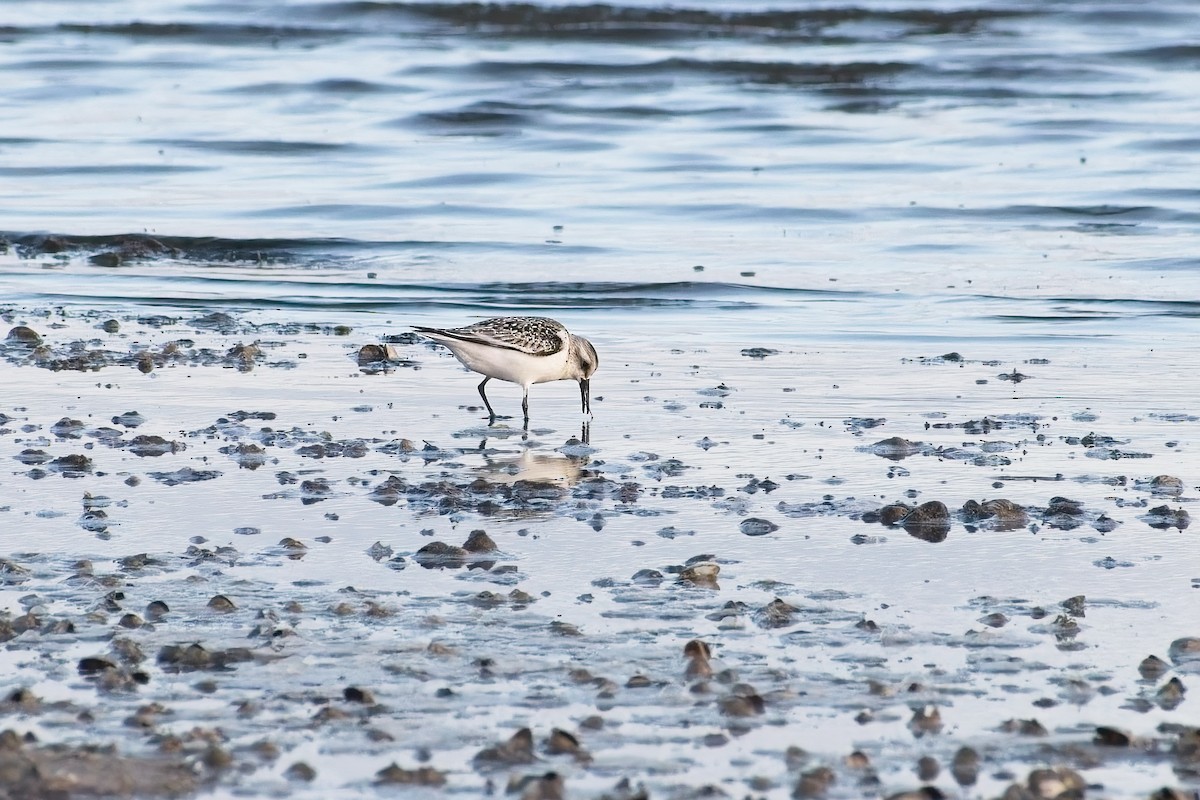 Sanderling - ML641868552