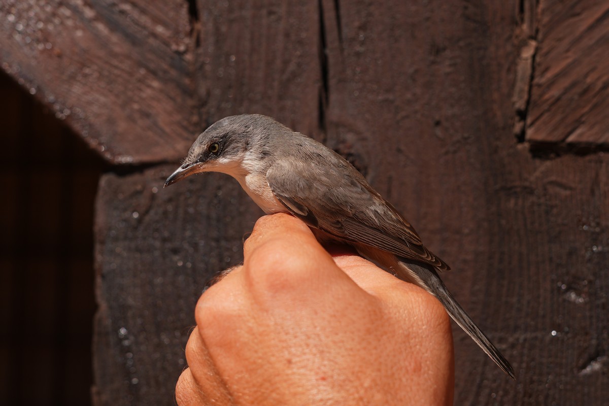 Western Orphean Warbler - ML641868589