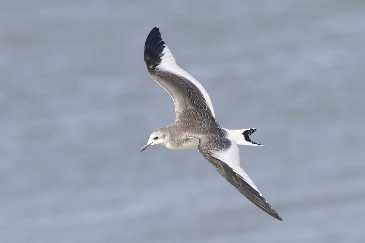 Sabine's Gull - ML641868630