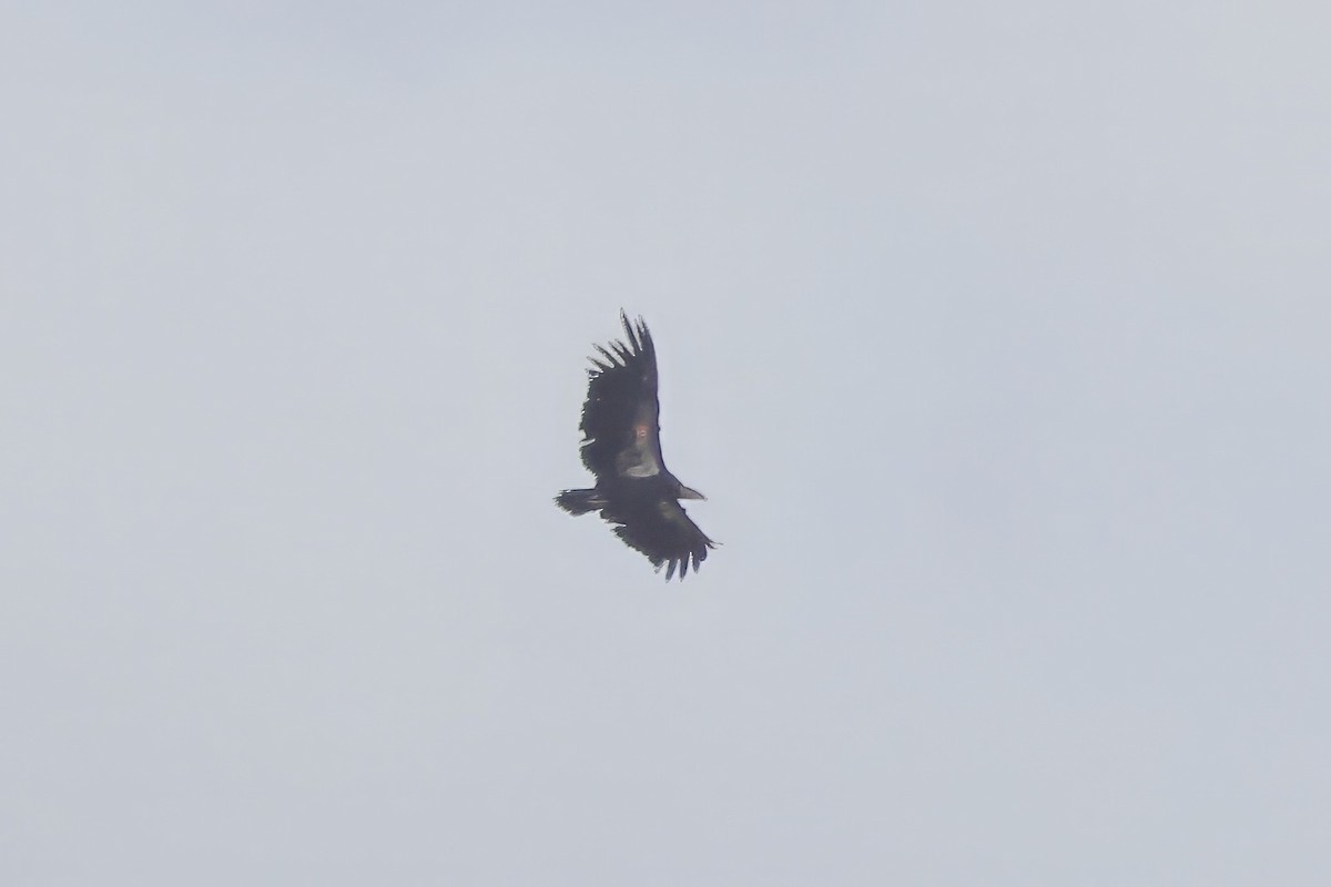 California Condor - ML641868634