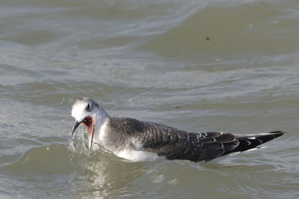 Sabine's Gull - ML641868645