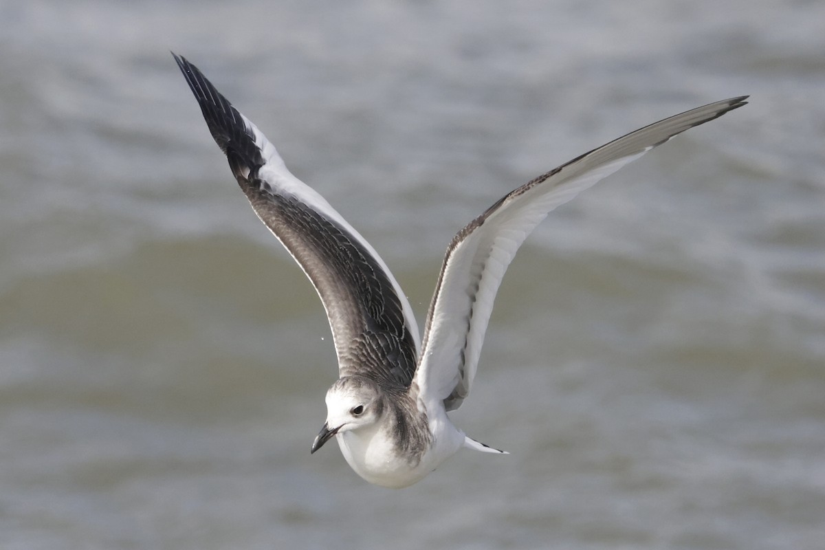Sabine's Gull - ML641868653