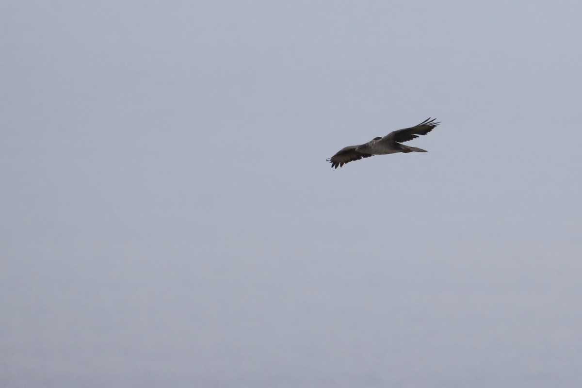 Bonelli's Eagle - ML641868664