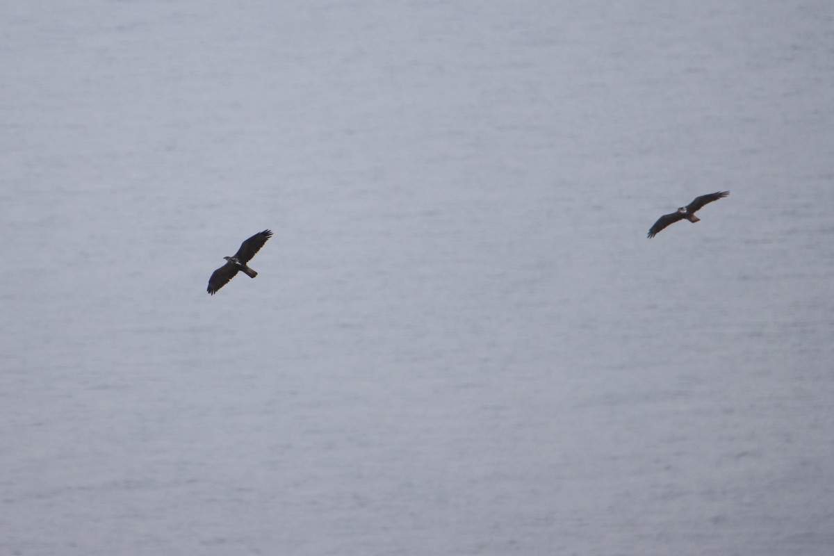 Bonelli's Eagle - ML641868665