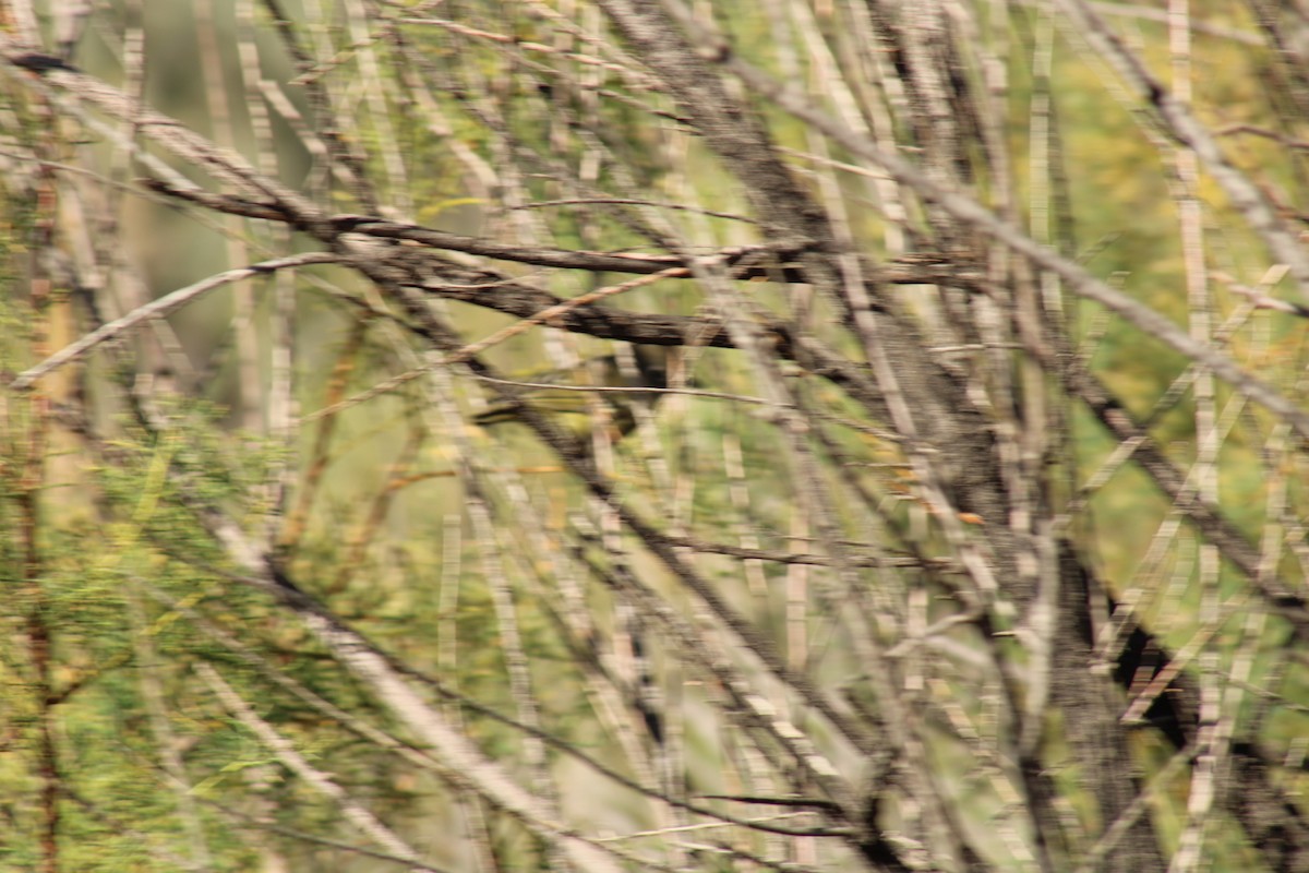 Cassin's Vireo - ML641868691