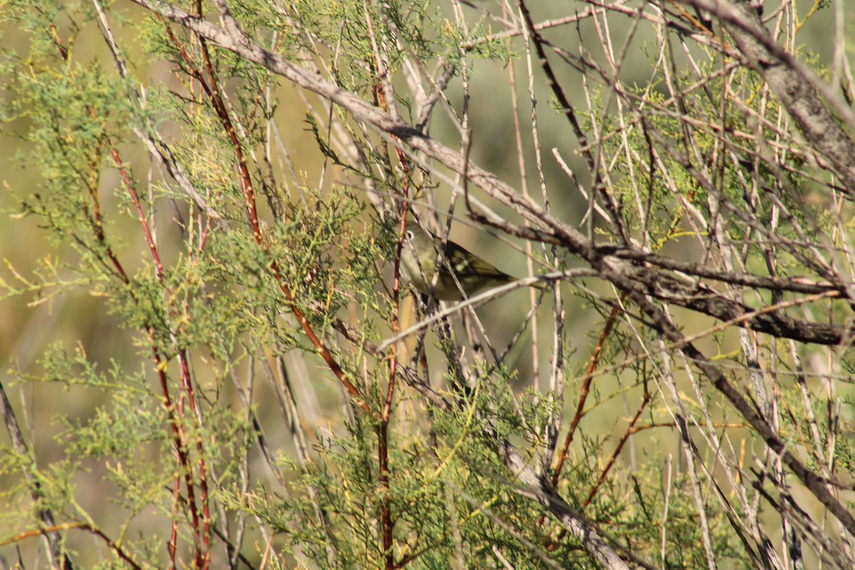 Cassin's Vireo - ML641868692
