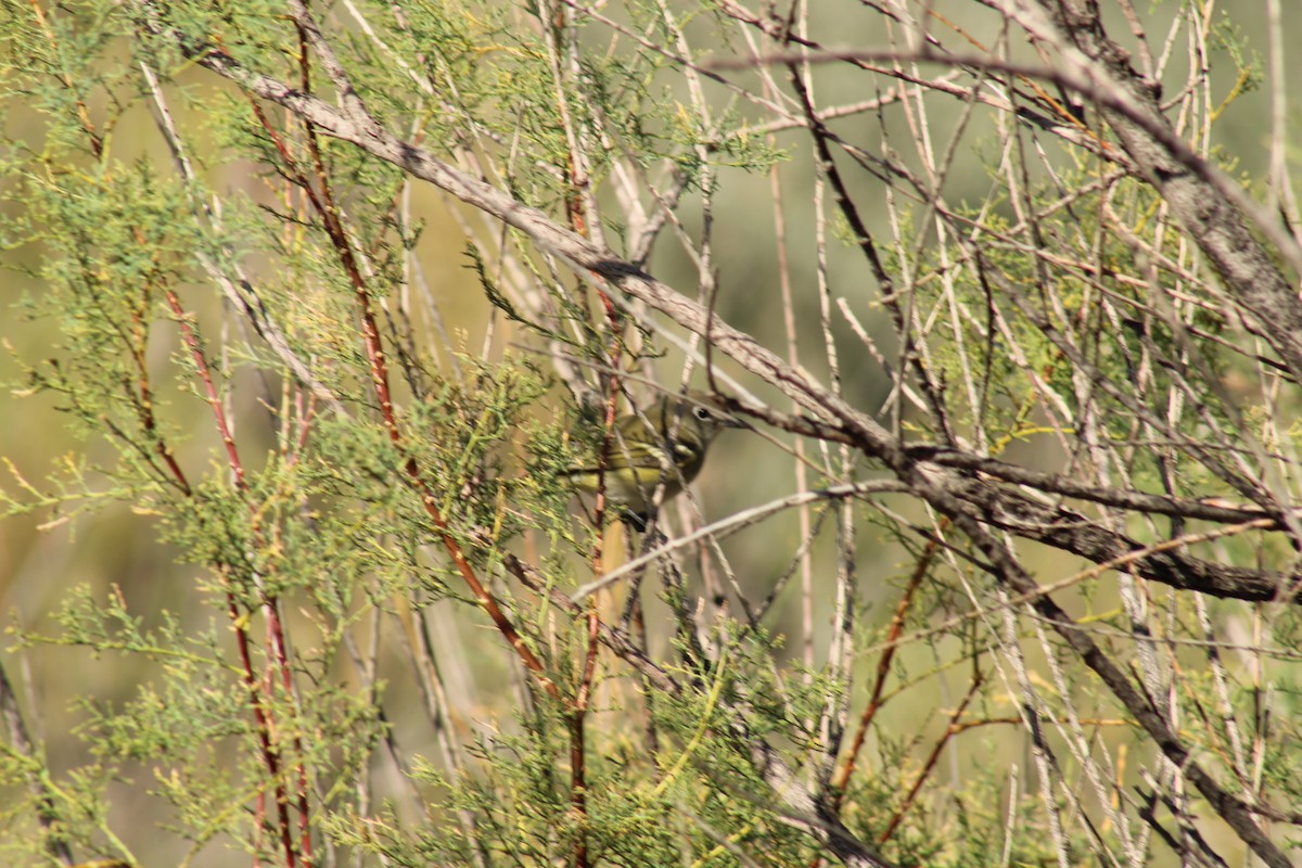 Cassin's Vireo - ML641868693
