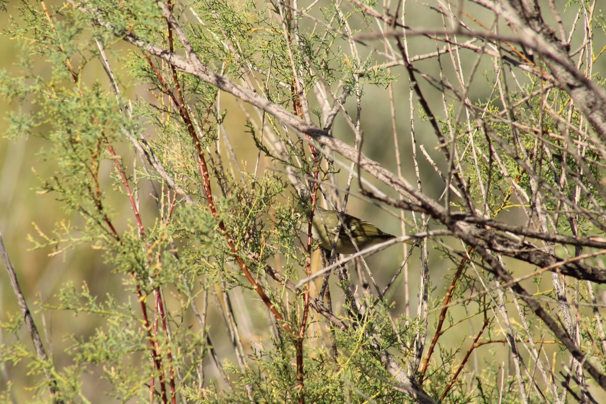 Cassin's Vireo - ML641868695