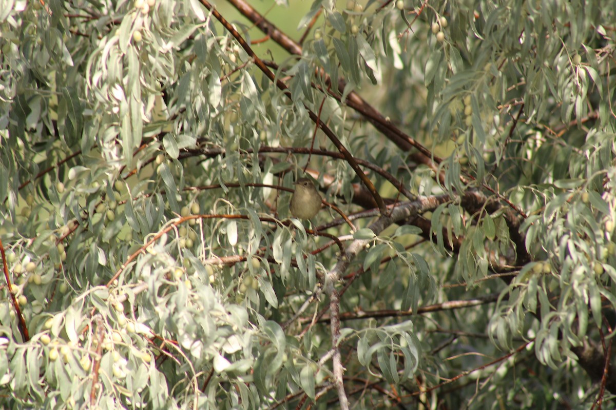 Northern House Wren - ML641868705